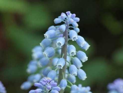 串铃花