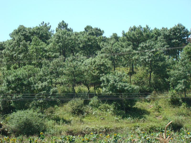 草海子村