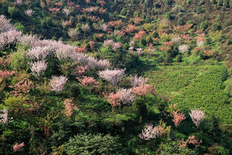 龍茶花海