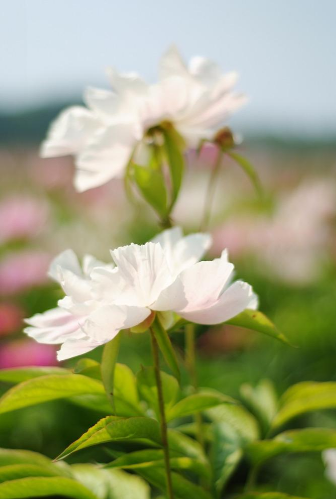 白芍花