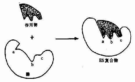 共底物