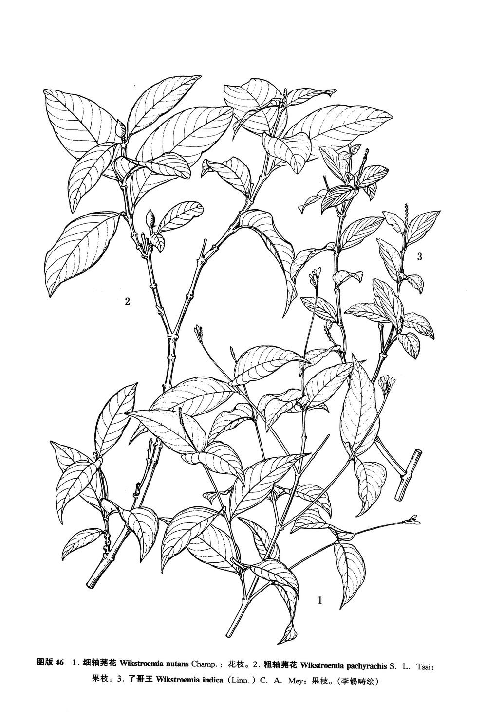 粗軸蕘花