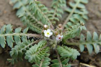 扎多點(diǎn)地梅