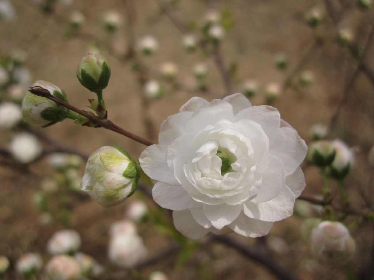 白花重瓣麥李
