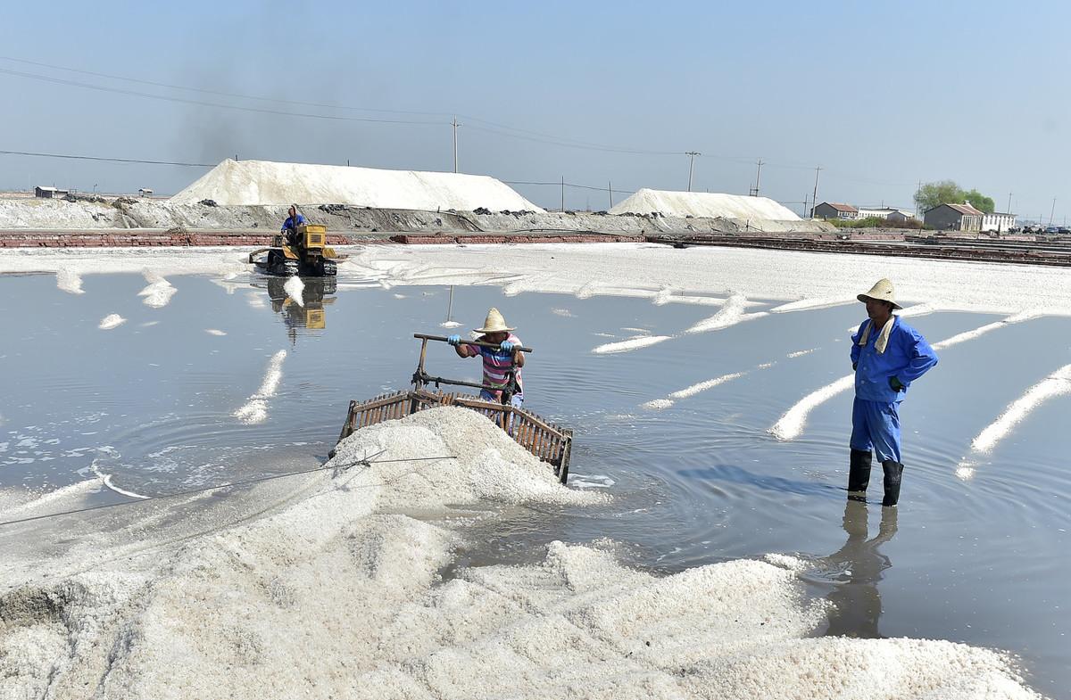 长芦盐场收获春盐堆如山 一片纯净世界