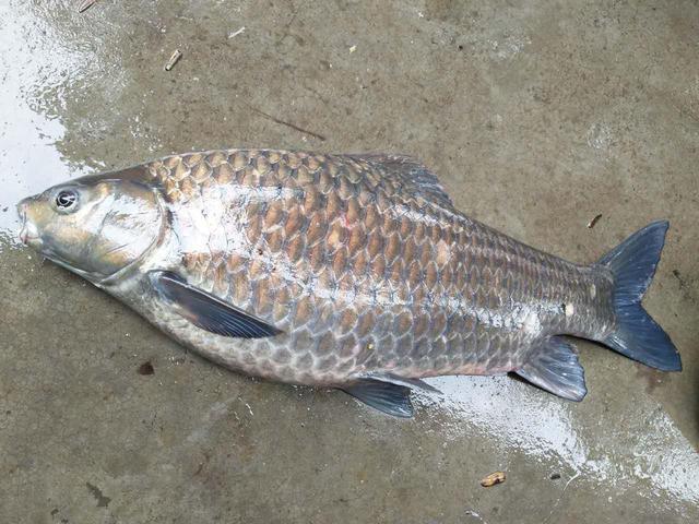 清波魚