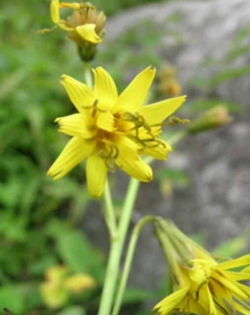 總序黃鵪菜