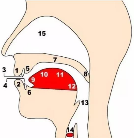 輔音的發(fā)音部位