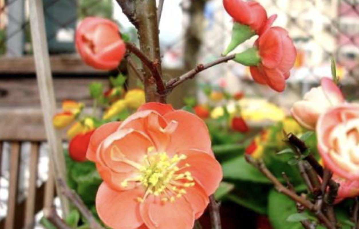 落叶花桑