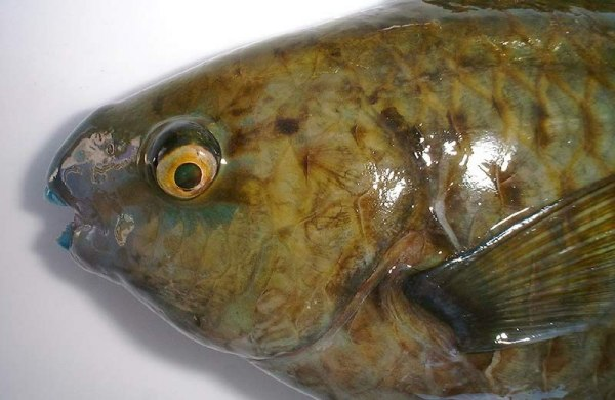 突額鸚嘴魚