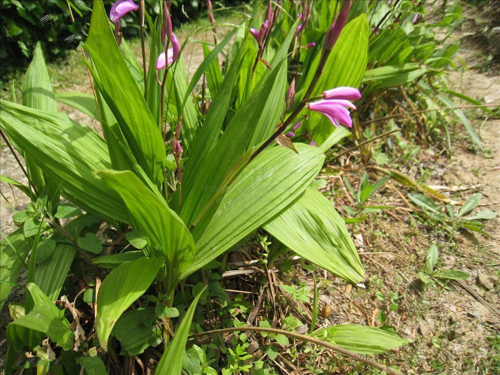 白及属