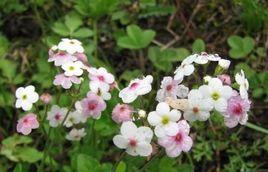 細(xì)弱點(diǎn)地梅