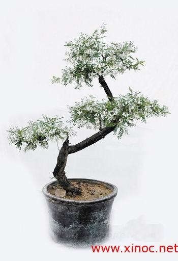 小叶槐