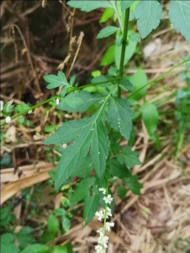 亮苞蒿