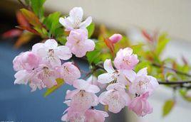 风中樱花