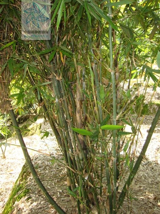 苦綠竹