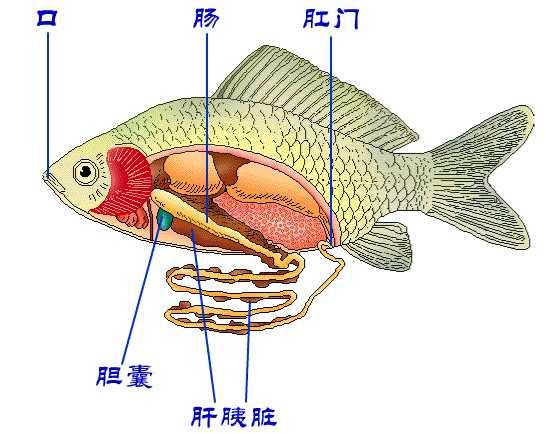 魚的消化系統(tǒng)