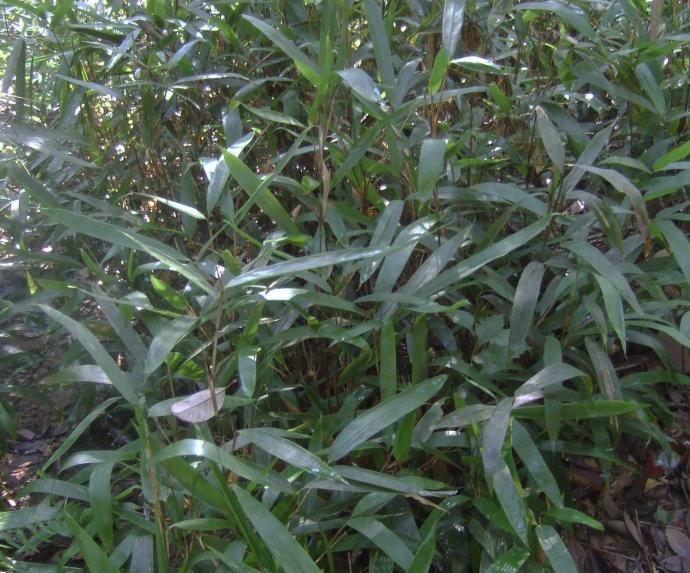 仁昌玉山竹