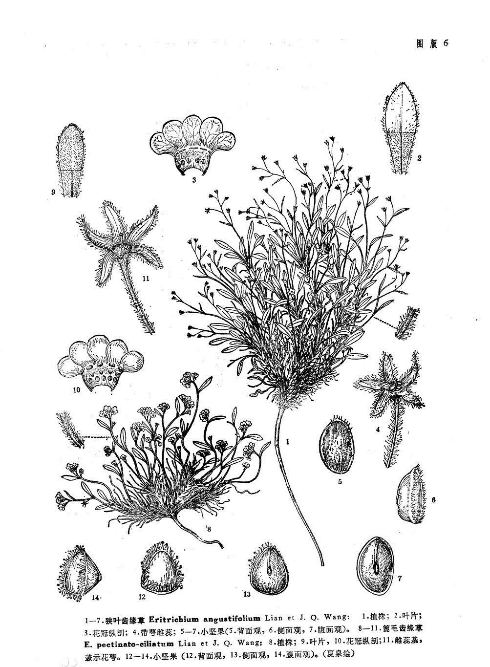 團(tuán)花滇紫草