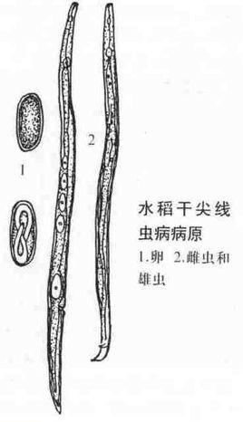 水稻干尖線蟲