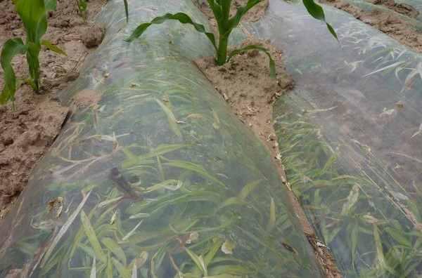 除草地膜