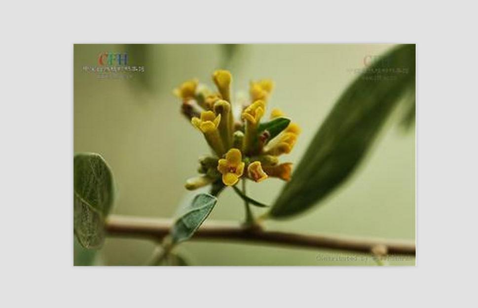 麗江蕘花