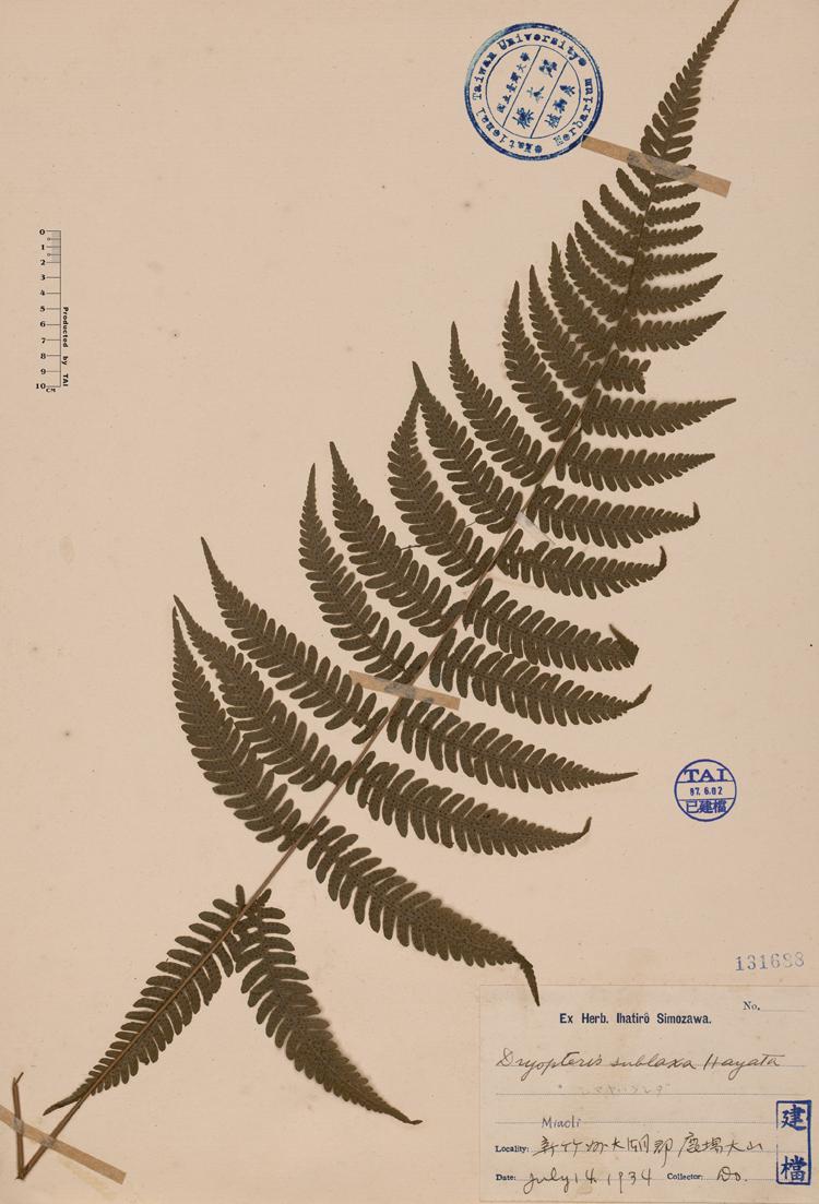 光叶凸轴蕨