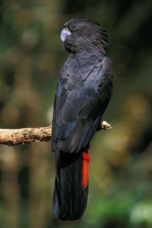 紅尾黑鳳頭鸚鵡西南亞種