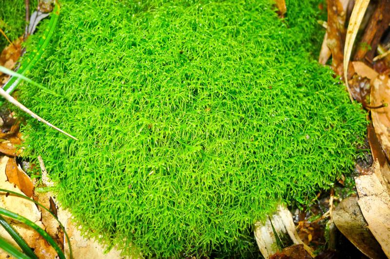 指葉苔屬
