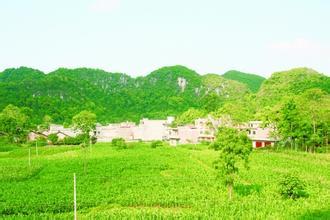 雷圩鄉(xiāng)