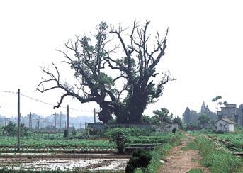 里叶村