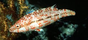 斑點(diǎn)尖唇魚