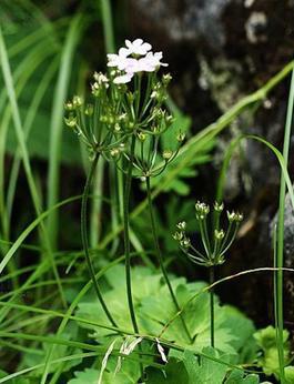 掌葉點(diǎn)地梅
