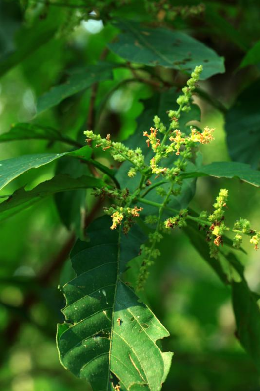懸花水錦樹(shù)
