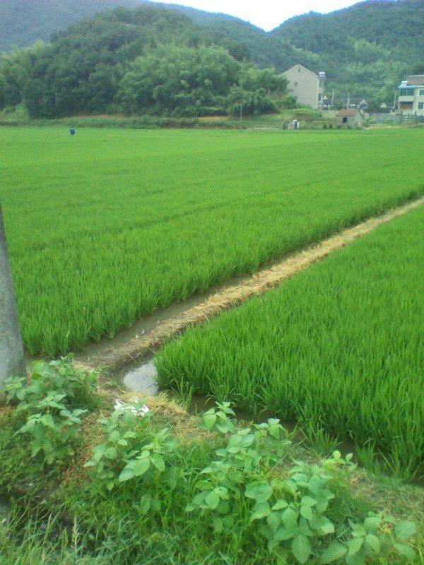 梅塢村