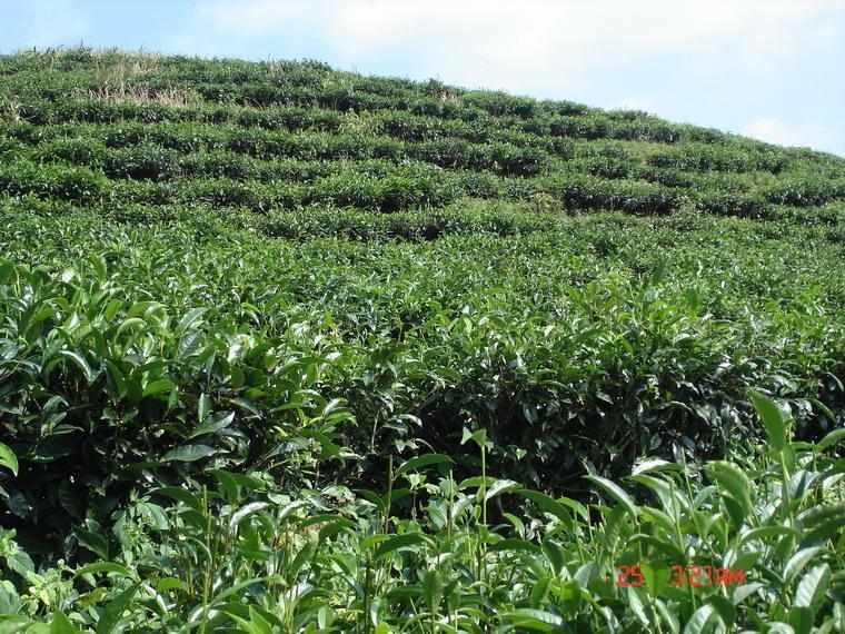 茶七队