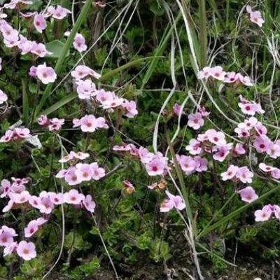 雅江點(diǎn)地梅