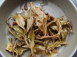 不知春茶