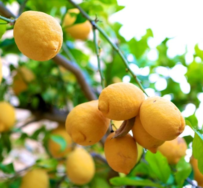 檸檬果