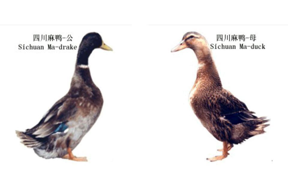 四川麻鴨