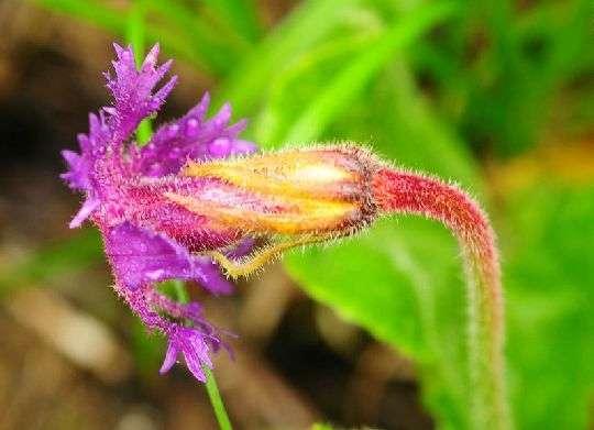 大理獨(dú)花報(bào)春