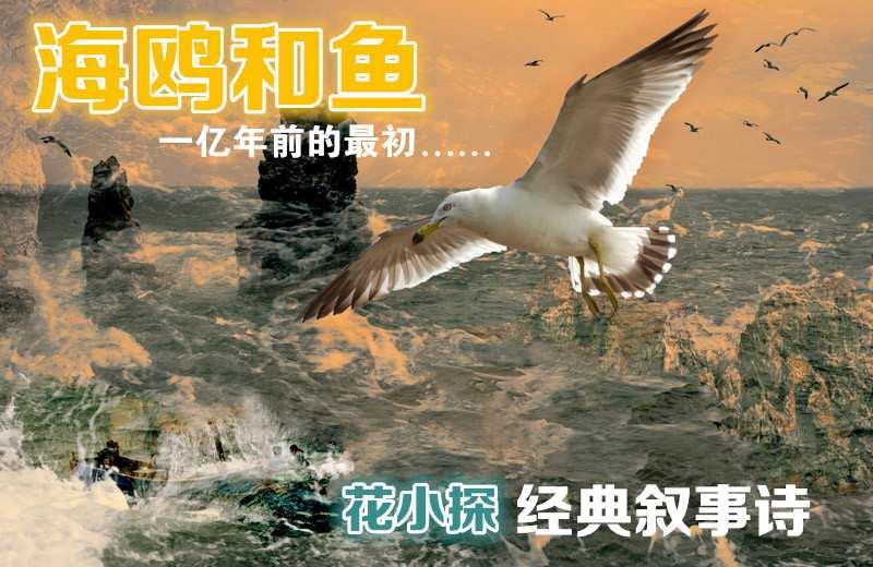 海鸥和鱼