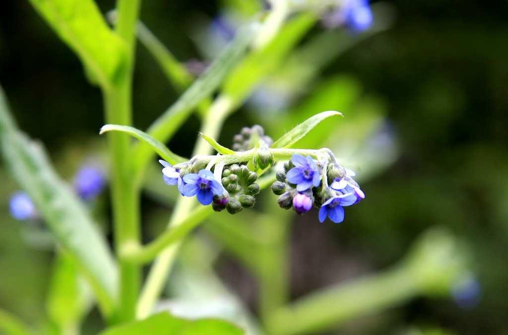 琉璃草
