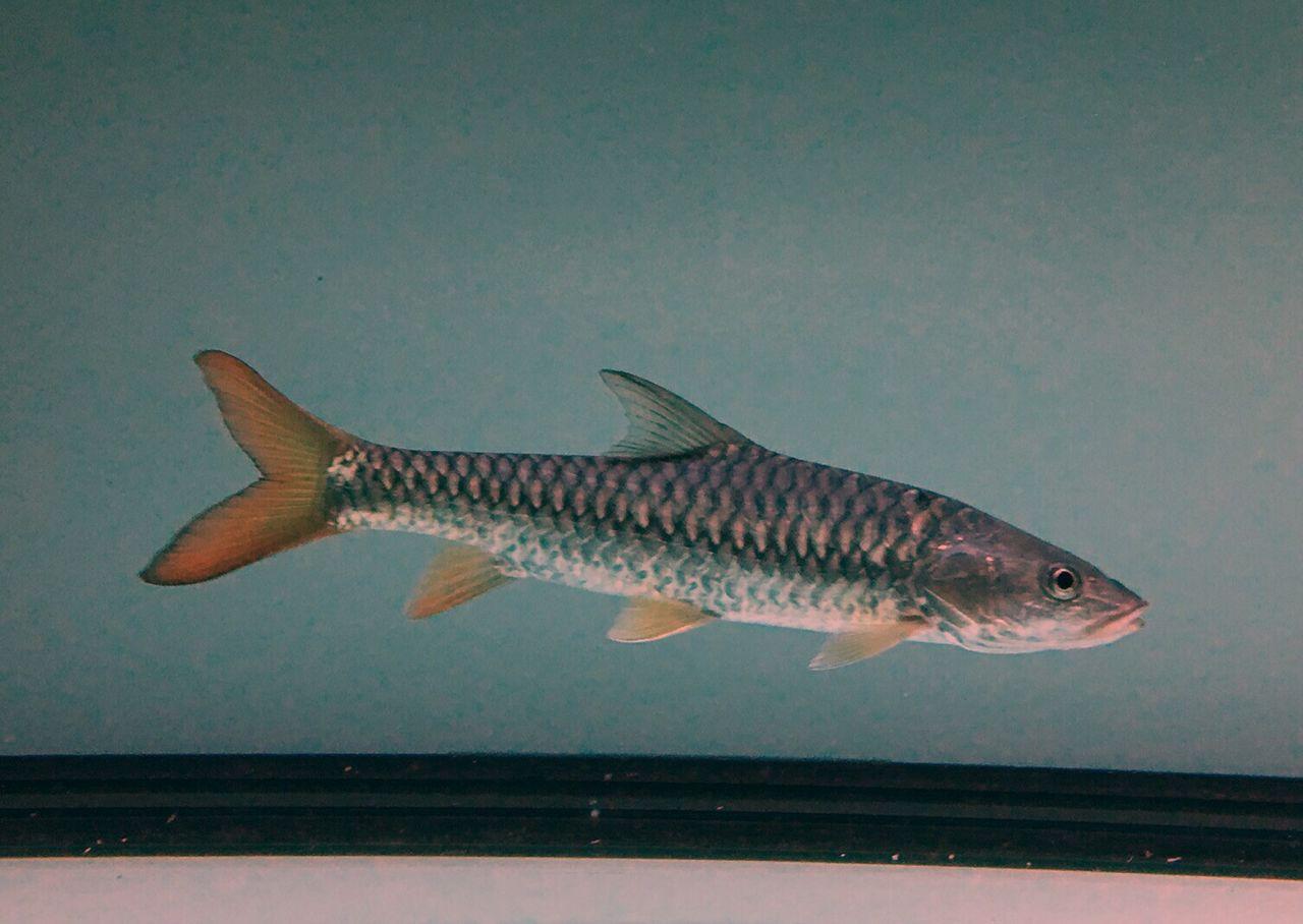 黃鰭結(jié)魚