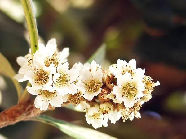 琵琶花