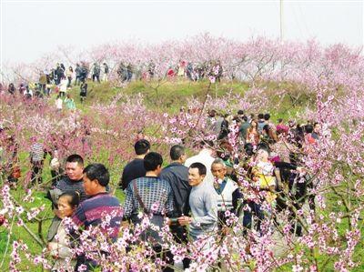 走马桃花节