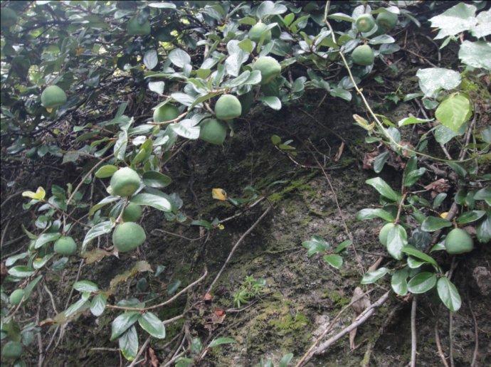 薜荔汁