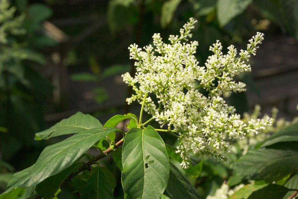 毛粗葉水錦樹(shù)