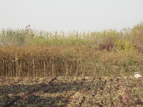 掛金板村