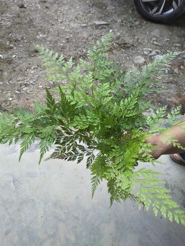 金粉蕨